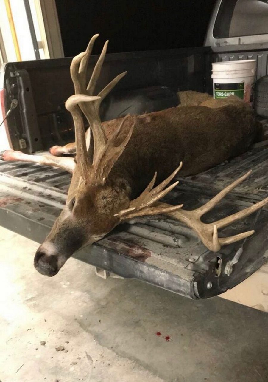Whitetail buck with a wide rack laid in a truck bed at night